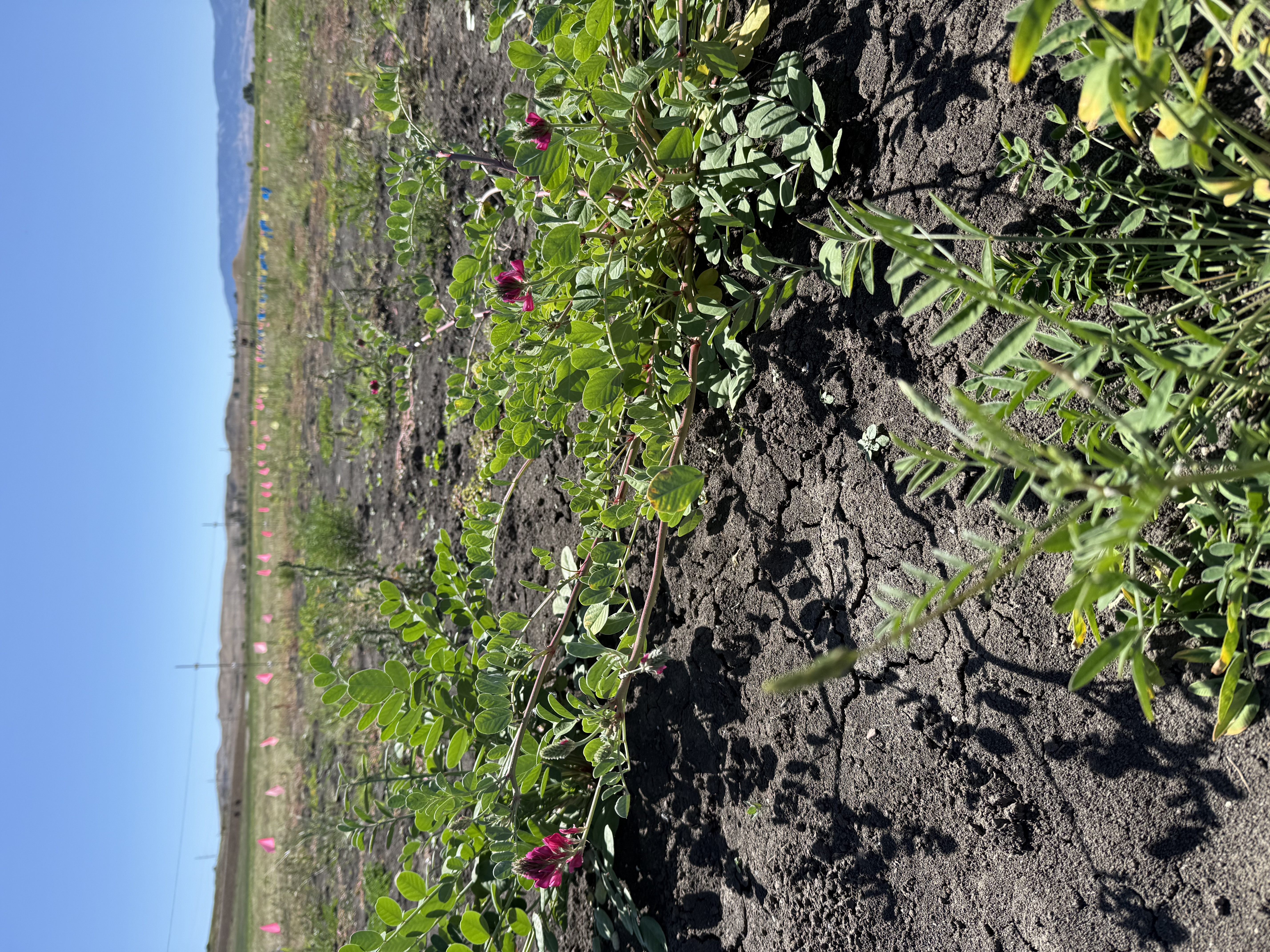 Forage breeding and genetics research