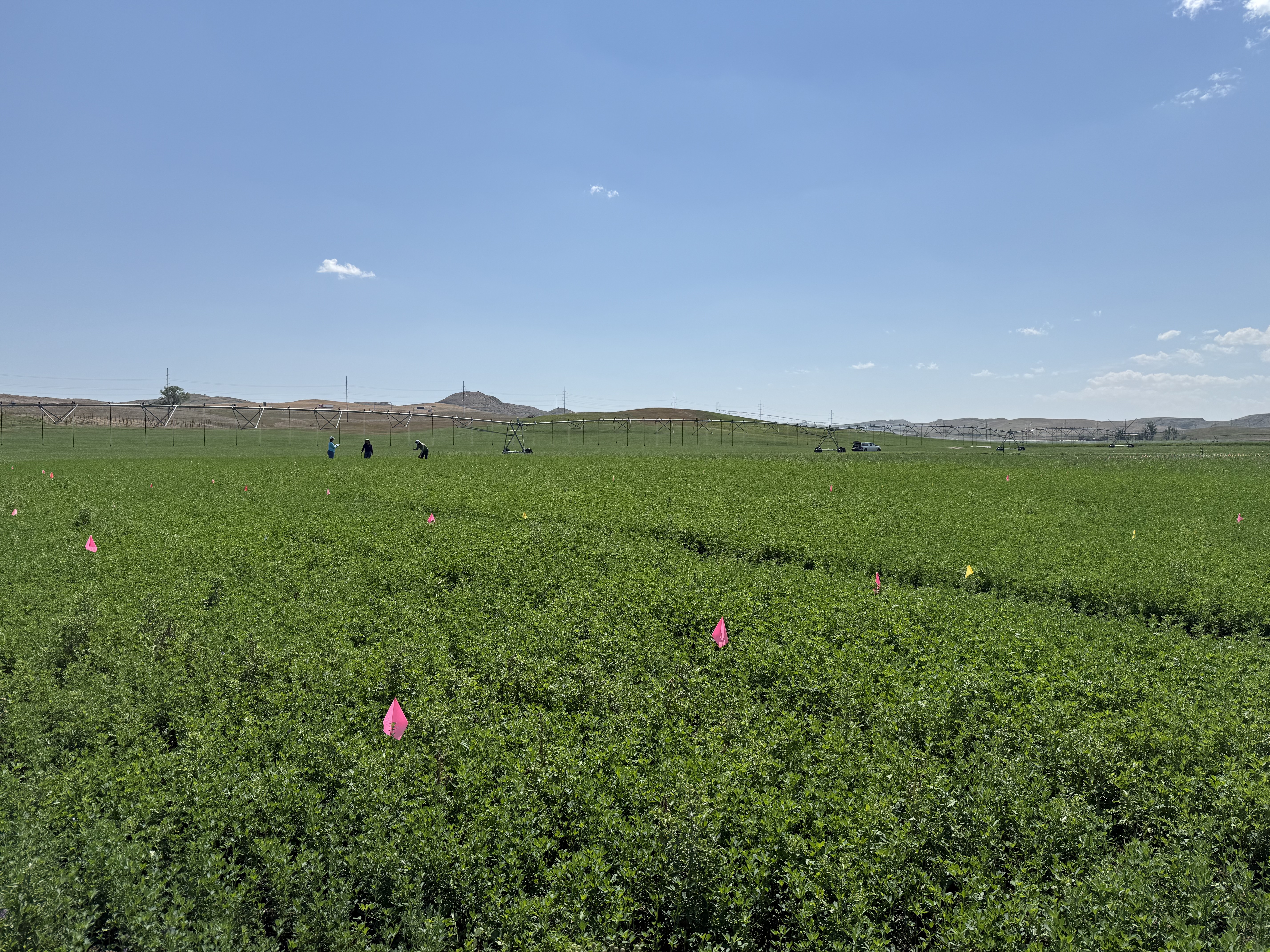 Forage agronomy research