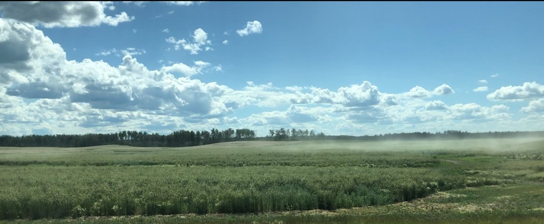 Forage seed production research