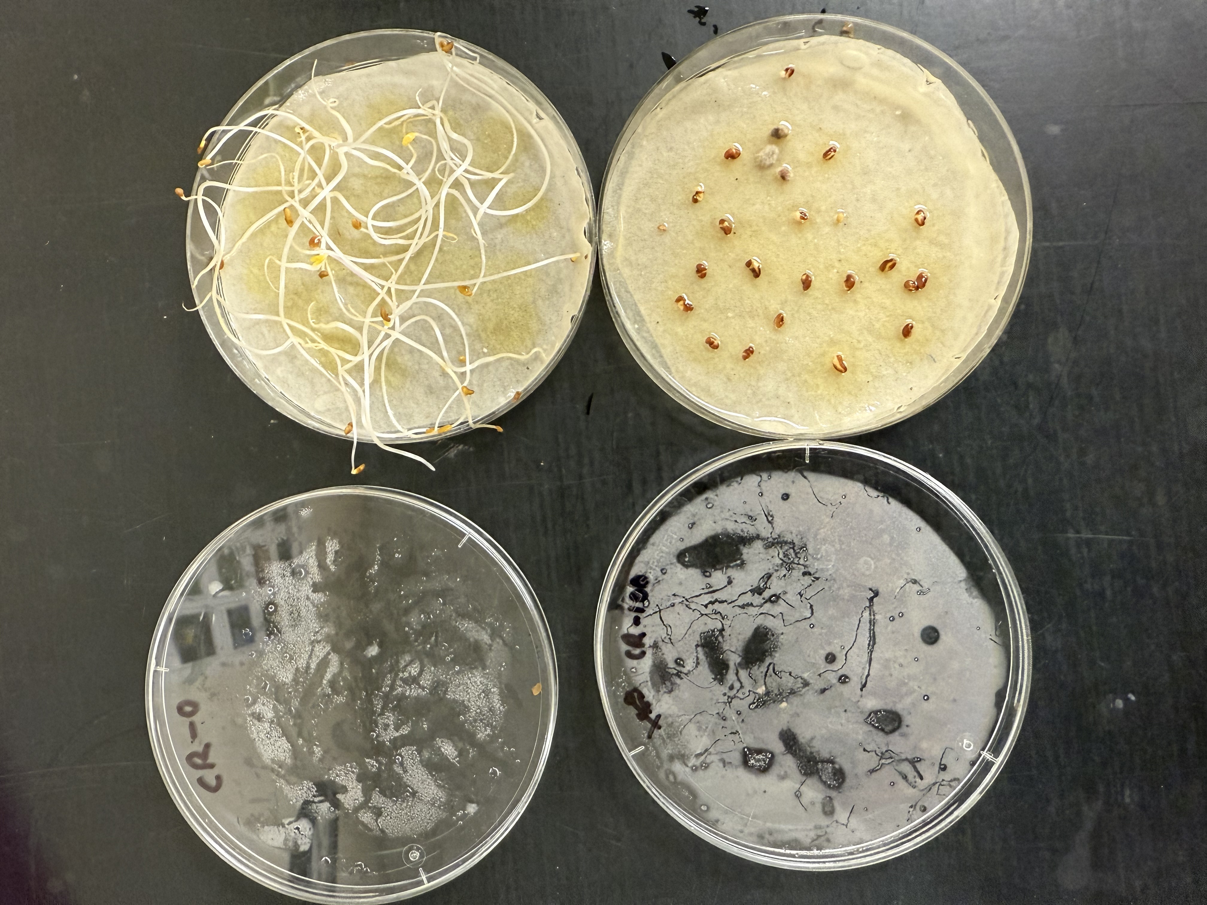Forage crop abiotic stress physiology research