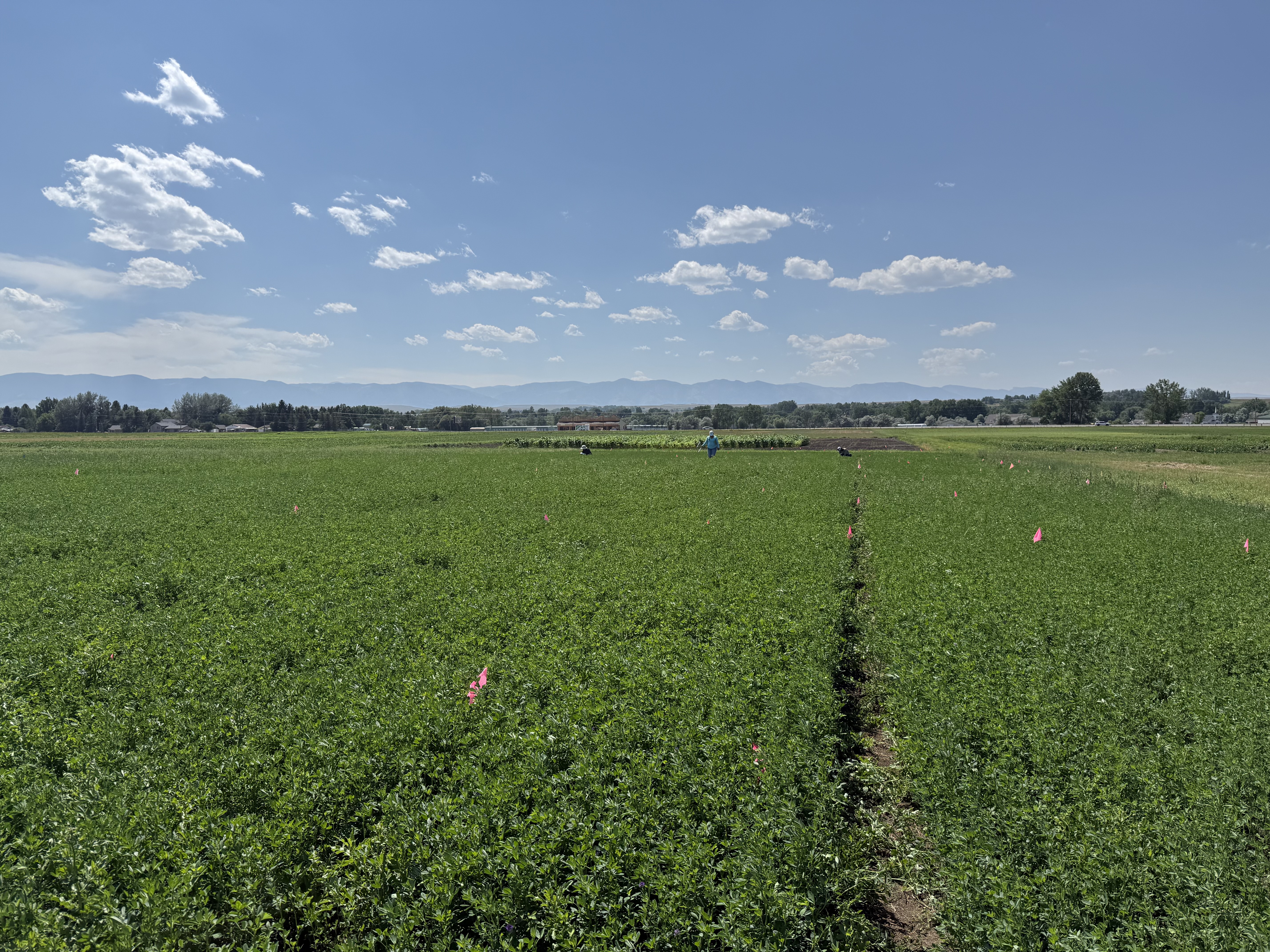 Forage Agronomy Lab research