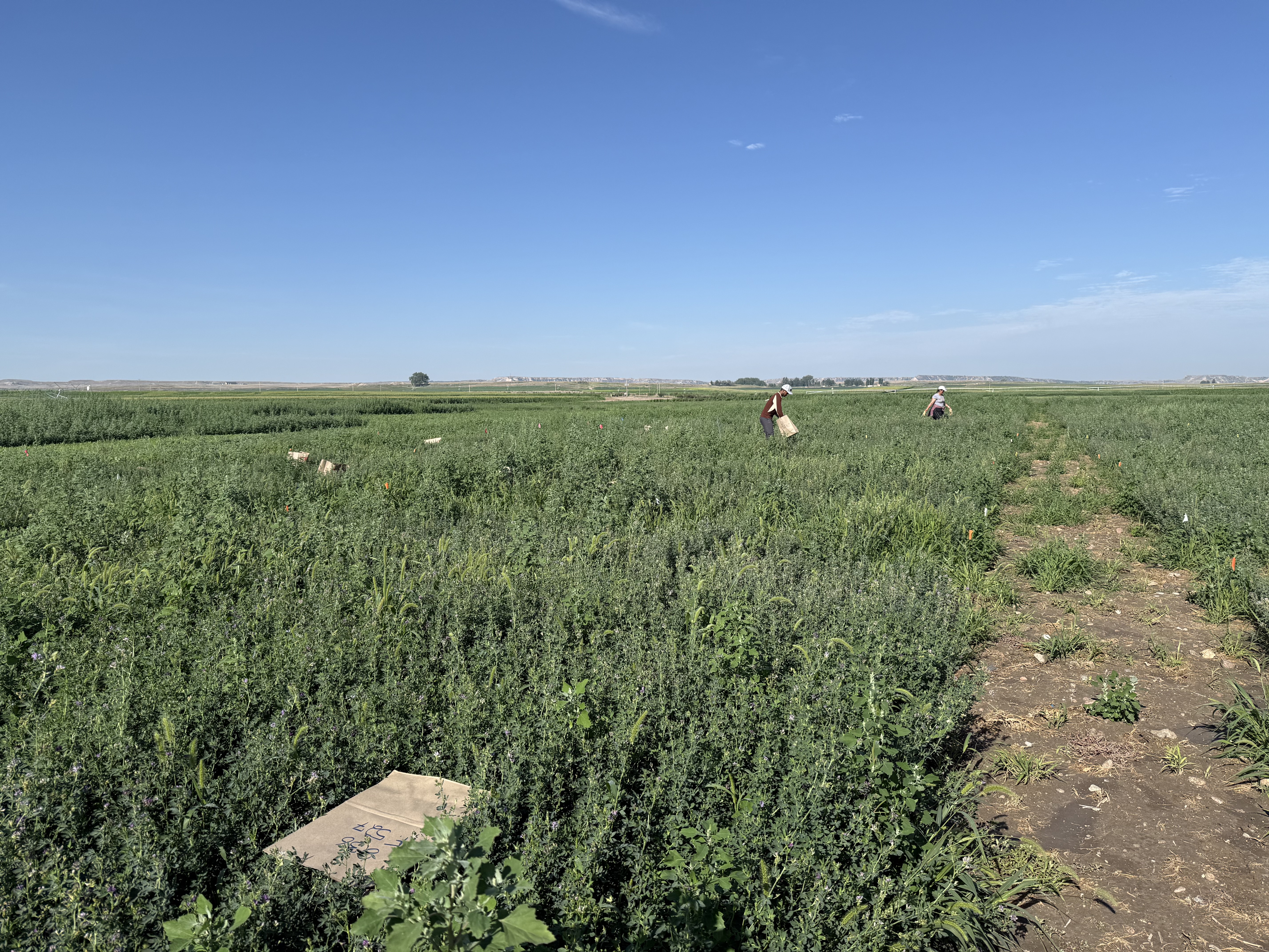 Forage research in the field