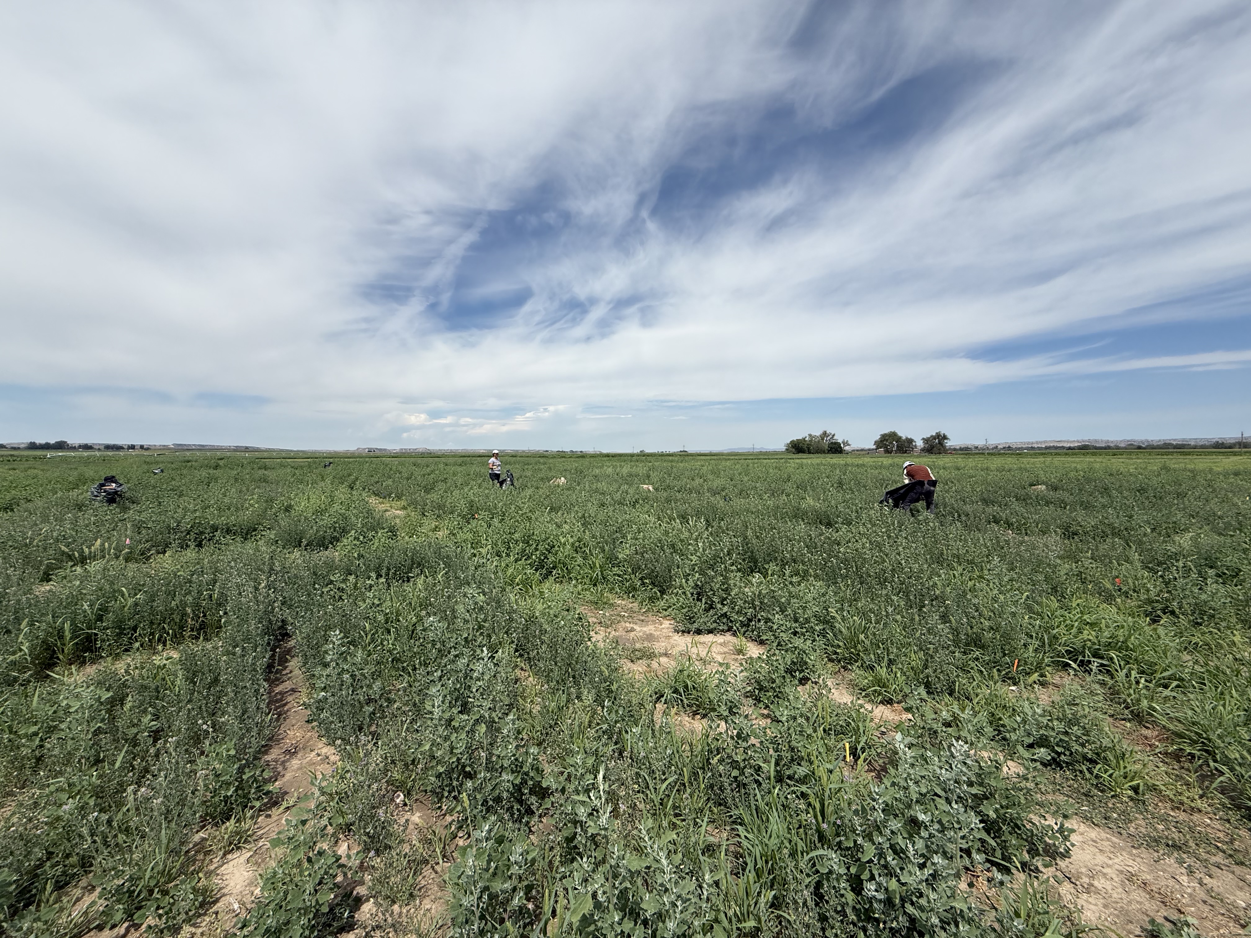 Forage research and plant evaluation